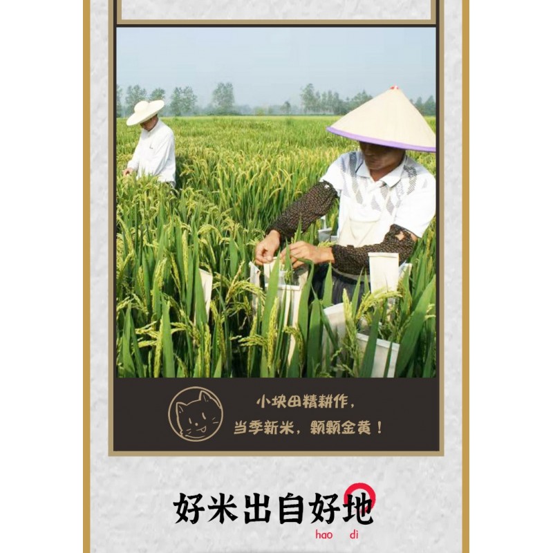安徽倮倮虾稻米天然绿色食品珍香米长粒大米2.5kg袋装图5