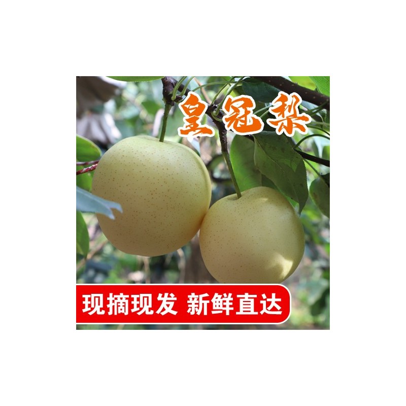皇冠梨图3