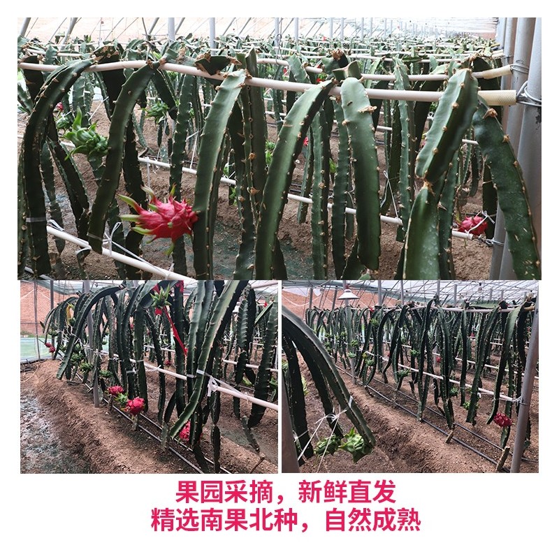 红心火龙果图3