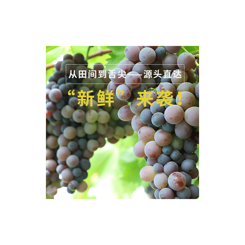 玫瑰香葡萄图2