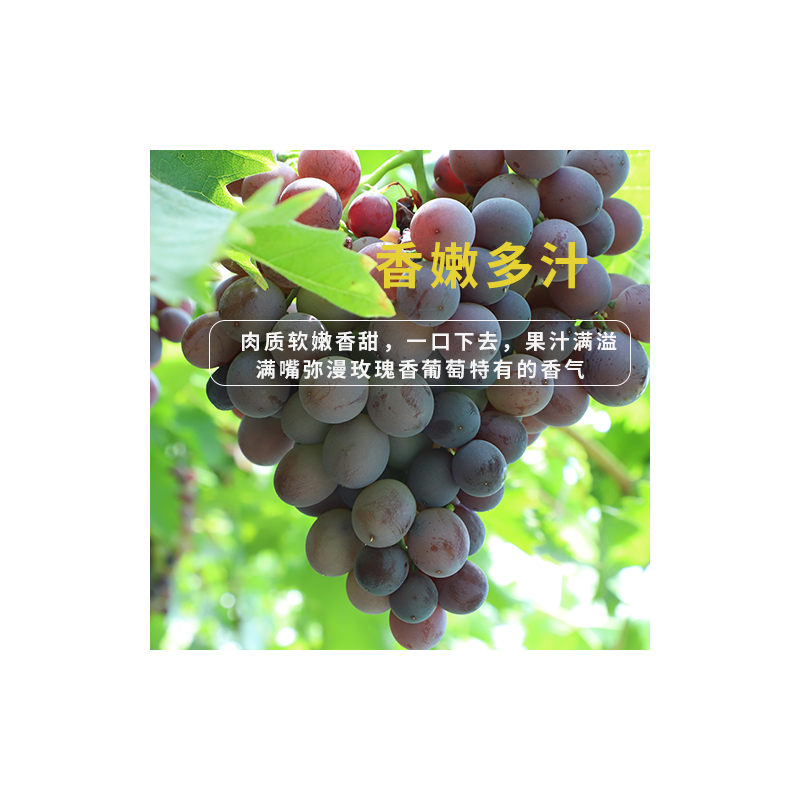 玫瑰香葡萄图1