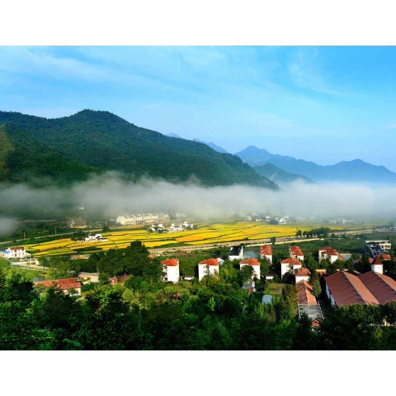 上海市黄山茶林场全景图