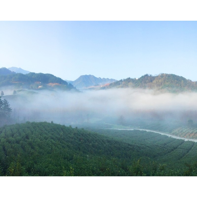 深水井茶园全景图