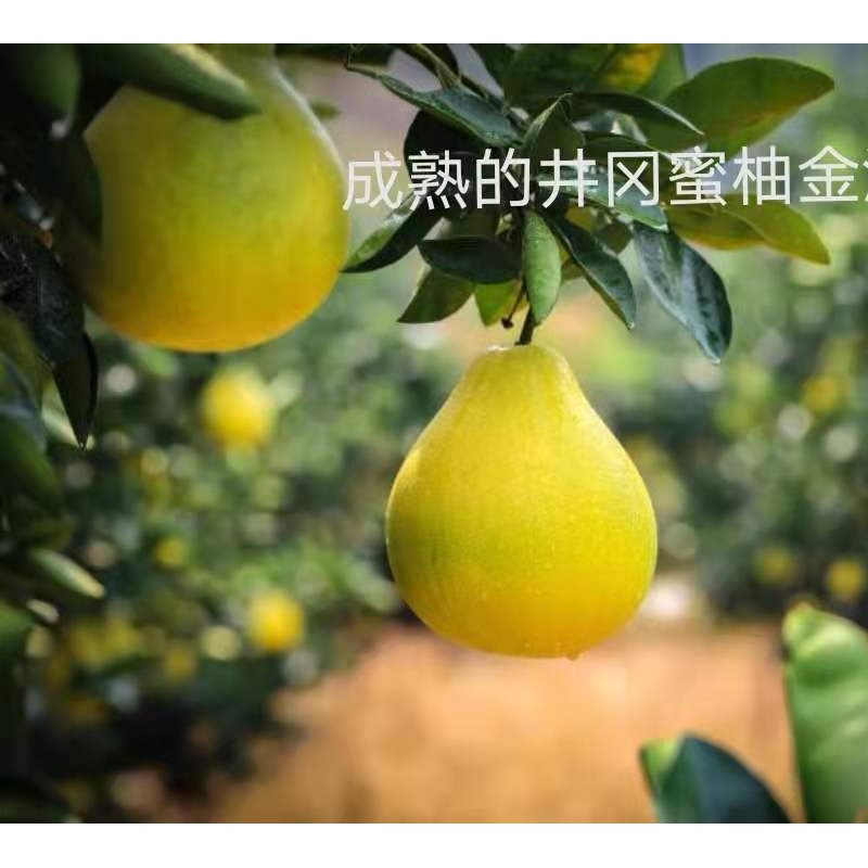 成熟后外皮金黄