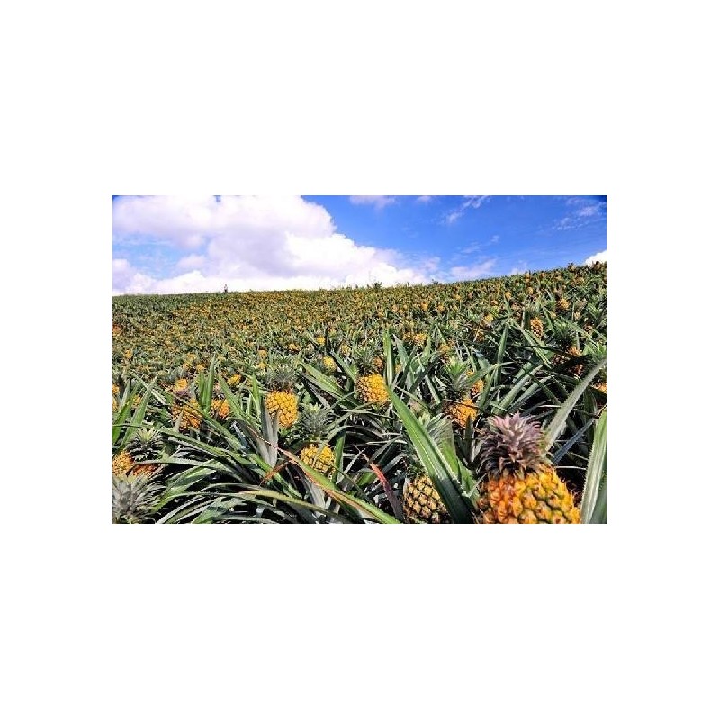广东农垦菠萝的海鲜菠萝，万亩菠萝基地图5