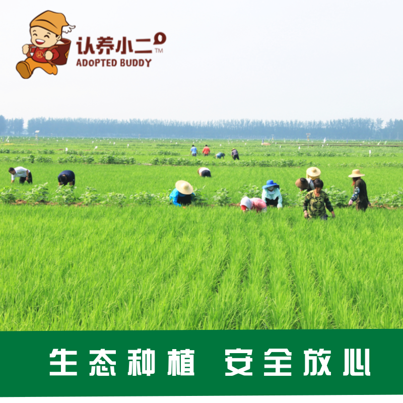 认养小二系列产品图6