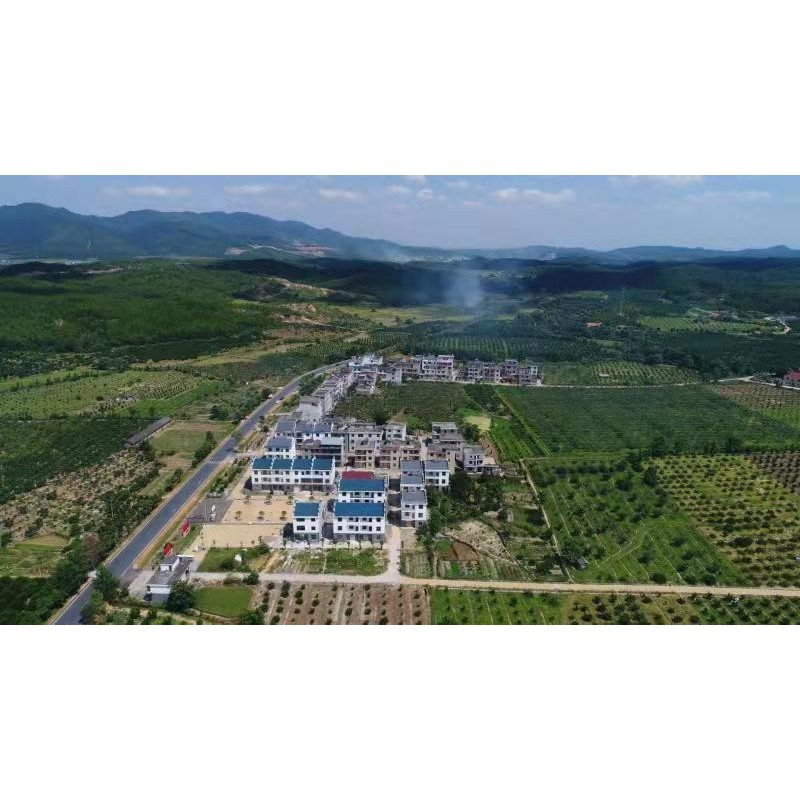 公司基地之一，白水垦殖场二分场千亩基地。