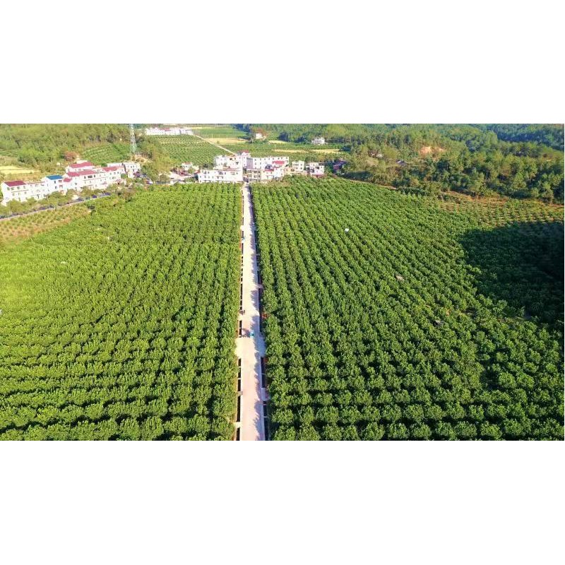公司基地之一，白水垦殖场三分场千亩基地。