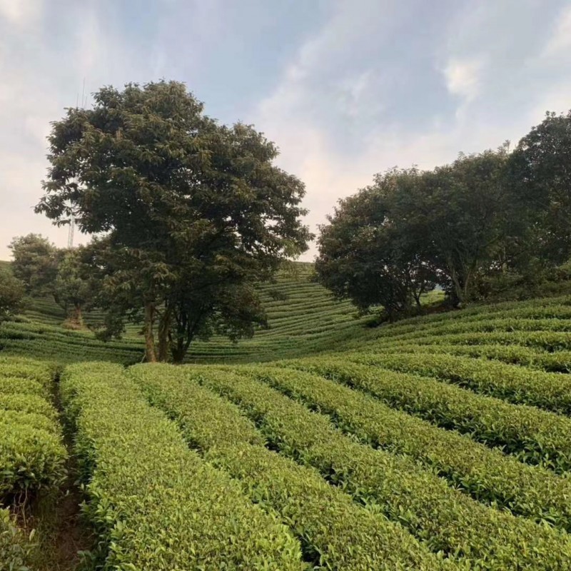 简介：