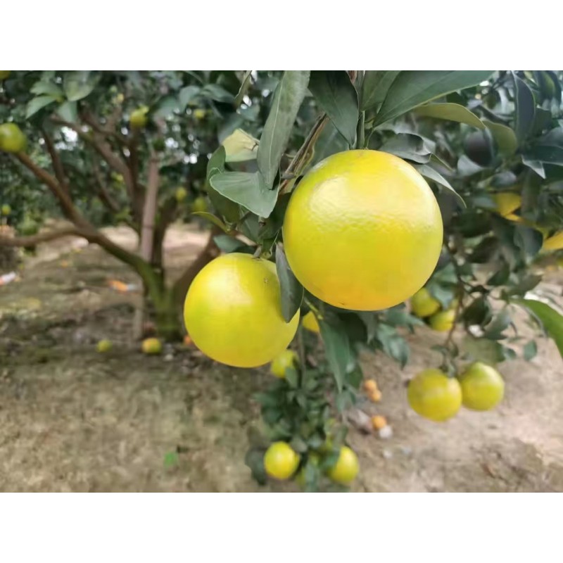 红江橙图5