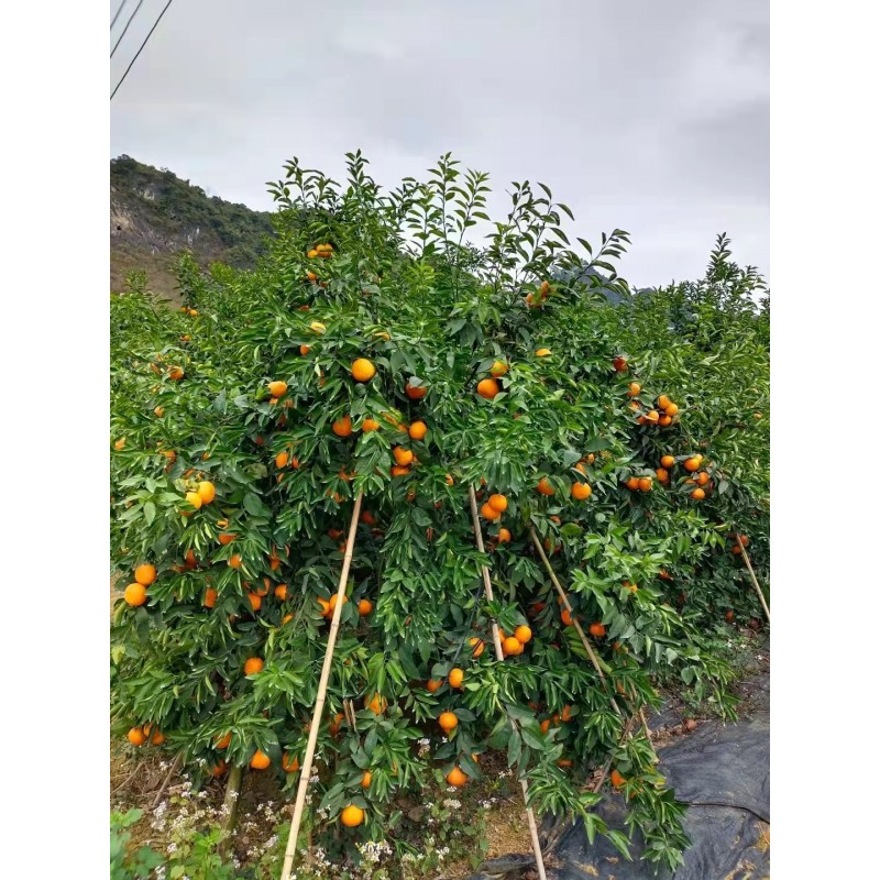 礼盒装沃柑图5